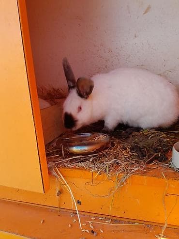 cin bildircin: KALIFORNIYA SORTU Ağ rəngli, boz-qumral qulaq və burun ucları ilə — 3