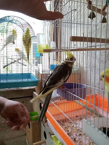 fireng quşu: Korella əl qusu 3 ayliq əldə oynuyur Tam vitaminli qusdu dişidi Real — 5