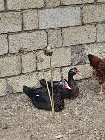 Erkək, | Lal ördək, Ətlik, Ödənişli çatdırılma, Ünvandan götürmə