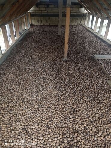 findiq ləpəsi: Qoz satılır bu ilin qizuda 200 250 kilo olar ama hamısın birliydə — 3