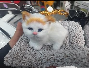 qus qefesi satilir: Salam eziz musderilermiz yeni gelen masin siti ucun itlermiz geldi — 2