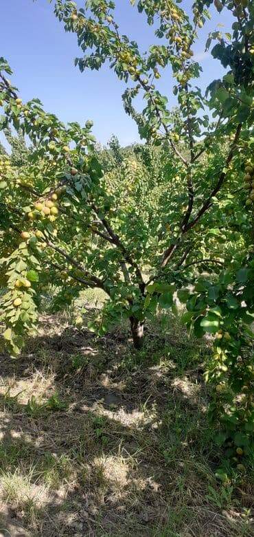 tebii alma sirkesi satisi: Məhsul: Ərik bağı – yetişmiş ərik meyvələri Təsvir: - Şəkillərdə — 7