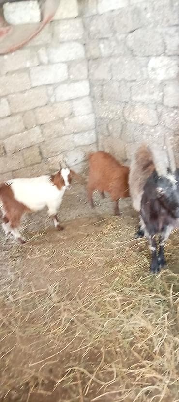 heyvan keci: Qoyun-keçi təsərrüfatı üçün 3 baş keçi Ana əkiz bala ilə erkek disi - — 2