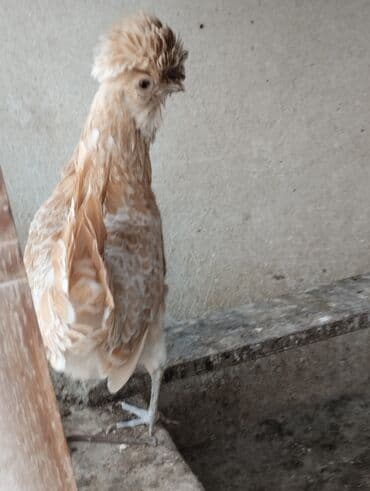 Toyuq, Damazlıq lalafo.az -da Toyuq, Damazlıq