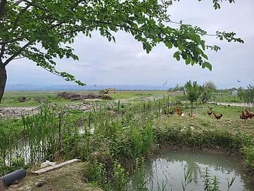 binəqədi həyət evləri: 26000 sot, Kənd təsərrüfatı, Kupça (Çıxarış) — 1