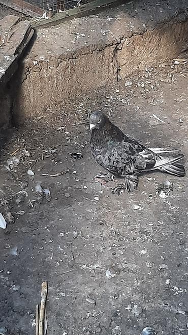 ebresler: Temiz qan ebres erkek qizgindi ayaqi tuklu kesilib papislari — 3