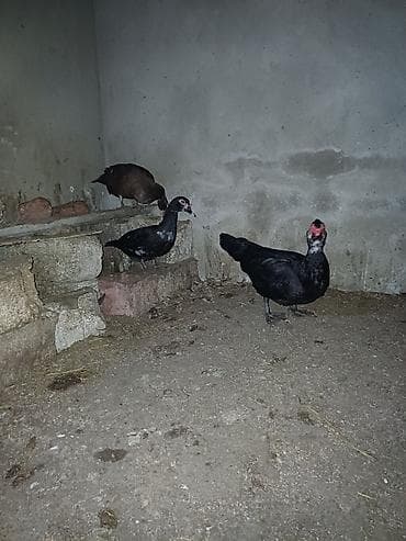 qara avstrolop: Erkək, | Lal ördək, Damazlıq, Ünvandan götürmə — 1