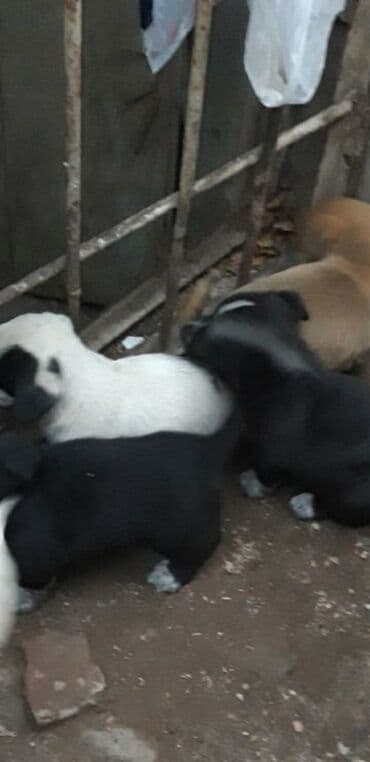 doyus itleri: Zvanok cinsli balalar satışda. - Yaş: 2 aylıq - Sağlamlıq: qurd — 2