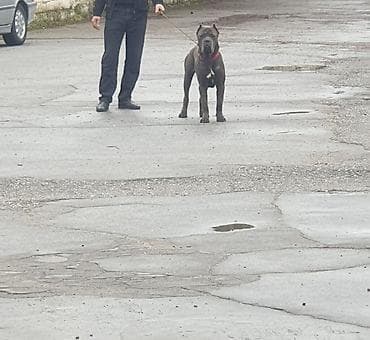 черный терьер купить щенка: Кане-корсо, 1 год, Самец — 4