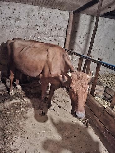 sudlu inek: Dişi, il: 4, Südlük — 1