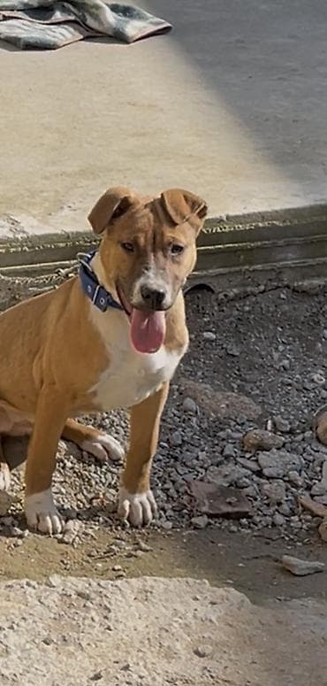 it yuvası satilir: Pitbul, 5 ay, Erkek, Peyvəndli, Ünvandan götürmə — 1