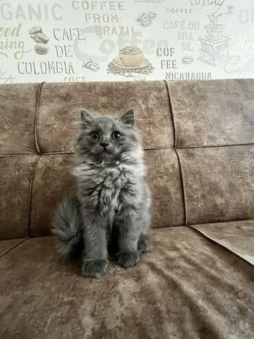 Dişi, Ödənişli çatdırılma, Ünvandan götürmə