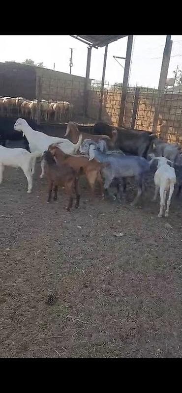 ereb kecisi: 15 baş dişi keçilər satılır südlükdürlər real alıcılar narahat etsin — 4