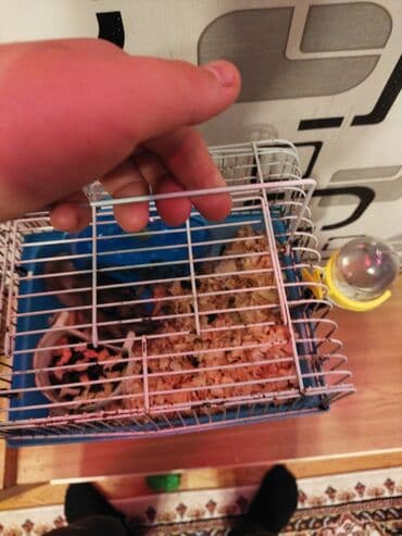 Pişiklər: Qəfəs + 2 xamyak + su qabı + fırlanma+20 AZN təcili kim istəsə desin — 2