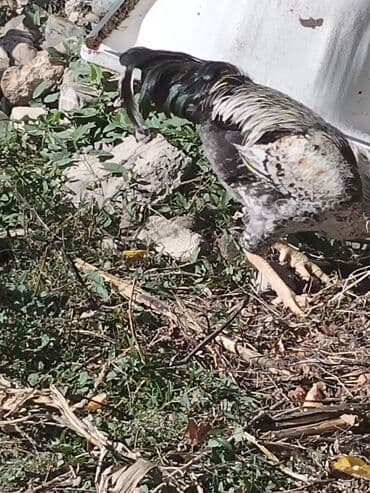 клетки для бойцовых петухов: Məhsul: Xoruz Təsvir: - İri bədənli, güclü quruluşlu kənd xoruzu - — 2