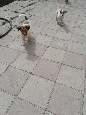 papuqay satisi gence: Zvonok, 3 ay, Dişi, Ünvandan götürmə — 1