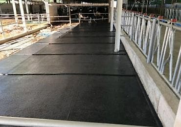 pişiy yuvası: Heyvan rezinleri Heyvan yatakları heyvan döşəkləri Yeni Türkiyə — 10