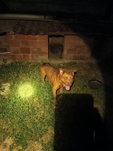 layka iti: Pitbul, 3 ay, Erkek — 1