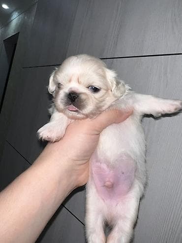 pekinesin qiymeti bazarda: Pekines, 1 ay, Dişi, Ünvandan götürmə — 4