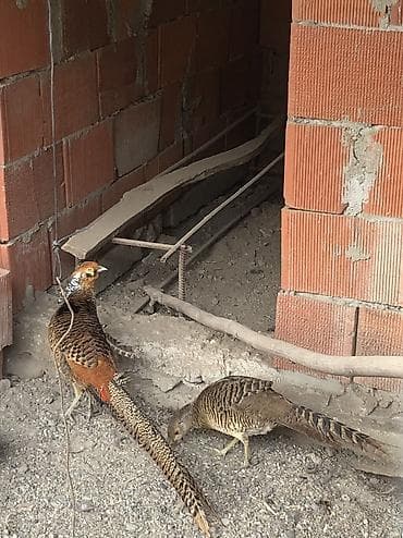 sirab evlərə çatdırılma: Qızıl cüt iki eded - Növ: Qızıl fazan (Chrysolophus pictus) – bir — 1