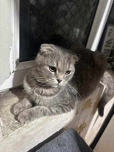 Şotland yastı qulaq, Dişi, Yaxşı əllərə, Ünvandan götürmə — 4