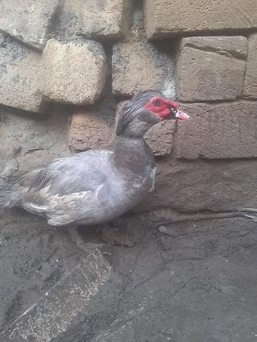 С/х животные и товары: Самец, | Macar, Для разведения, Самовывоз — 4