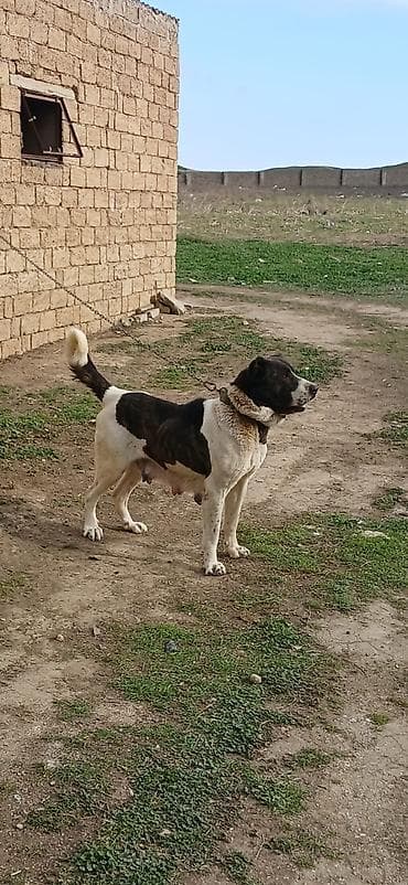 barter itlə: Qurdbasar, 4 il, Dişi — 5