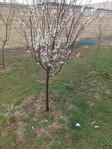 ucuz bag evleri: 3 otaqlı, 600 kv. m, Yeni təmirli — 8