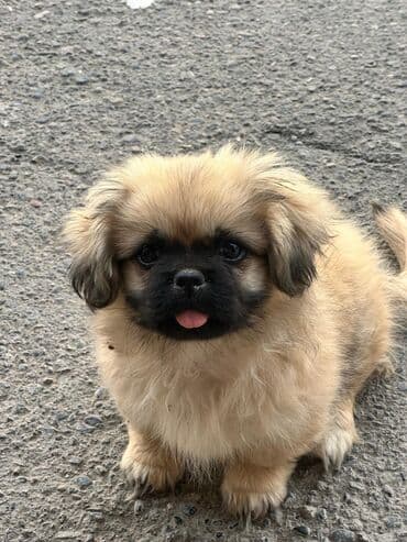 it yuvasi: Pekines, 2 ay, Dişi, Peyvəndli, Rayonlara çatdırılma — 3