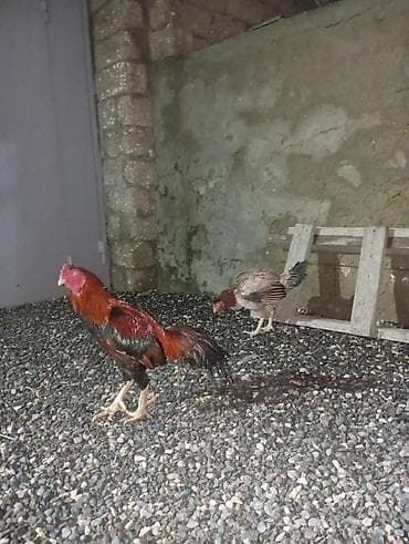 Toyuqlar: Xoruz, il: 2 — 2