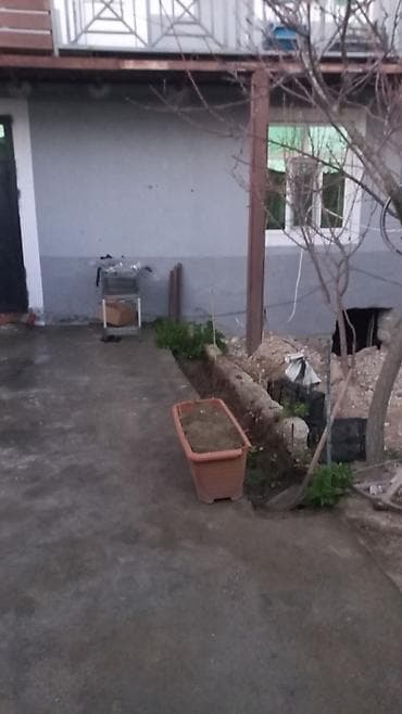 otaq bitkileri: Heca (Pittosporum tobira) dekorativ koldar – iri qara plastik və — 3