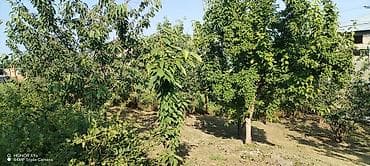 10 sot, Kənd təsərrüfatı, Mülkiyyətçi, Kupça (Çıxarış) lalafo.az -da 10 sot, Kənd təsərrüfatı, Mülkiyyətçi, Kupça (Çıxarış)