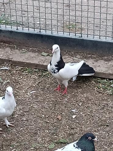 goyərcinlər: Mayadır hazırda bala üstündədir. Əsas odu balalı quşun paxotkası — 3