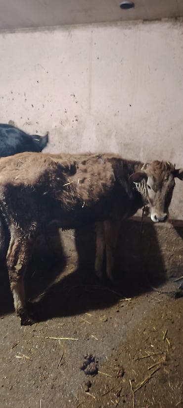 cins atlar: Salam super saxlamali saglam yeyimcil heyvandi — 3