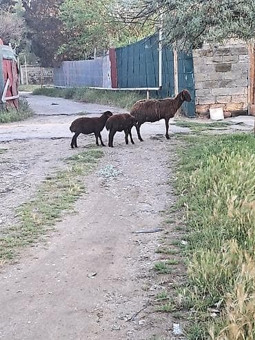it yemi satisi: Qala qoyunu cavan heyvandi balalari erkey disidi — 2