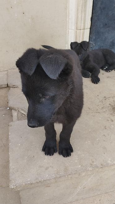 ev itlerinin satisi: Восточные Авчарки два месяца отроду — 3