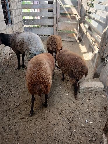 quzu: Qoyun və quzu dəstəsi - Növ: Yerli ətlik/yunlu qoyunlar - Tərkib: Ana — 1