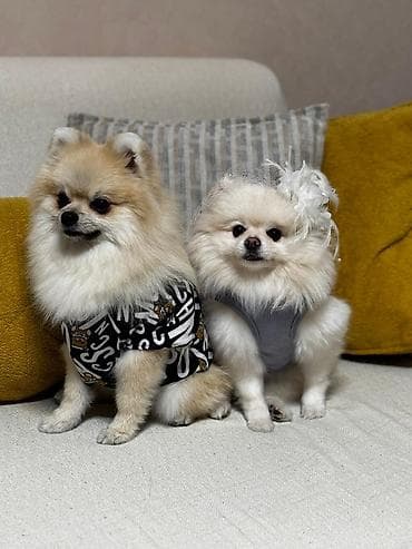 pomeran itleri: Şpitz, 2 ay, Peyvəndli, Ünvandan götürmə, Pulsuz çatdırılma, Ödənişli çatdırılma — 5