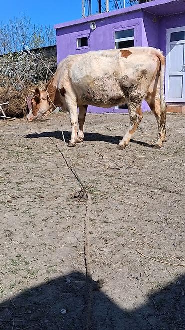 inekler ucar: Dişi, Simental, il: 6, Südlük, Ünvandan götürmə — 4