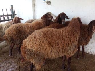 Коровы, быки: Elan başlığı: 7 boğaz qoyun satılır Təsvir: - 7 ədəd boğaz (hamilə) — 8