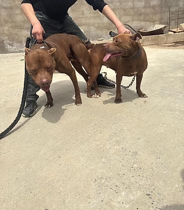bala tutuquşu: Pitbul, Cütləşmə üçün — 2