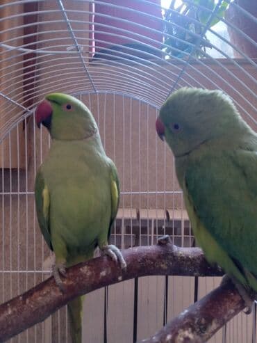 Ojirelivi m saĝlam gozel quslardi eve buraxiram ozleri yerlerine