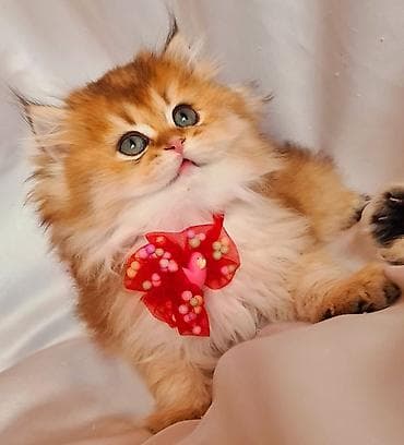 sfinks pişik: Şirin balaca pişik balaları - Cins: uzun tüklü, yumru üz quruluşlu — 6