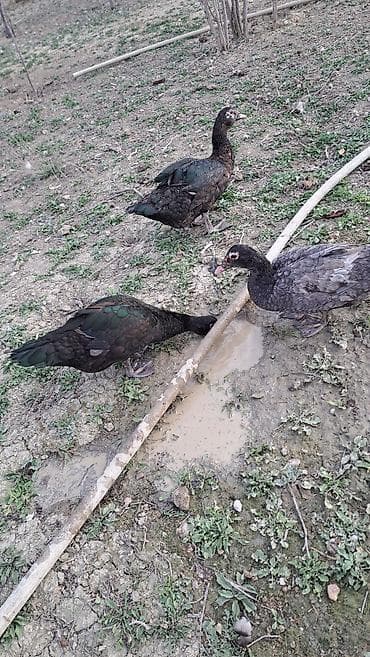 ordeyler: Erkək, Damazlıq, Pulsuz çatdırılma — 7