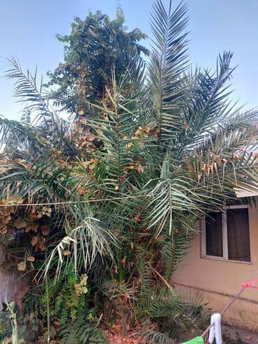 sarmaşiq: Dekorativ xurma palmisi (phoenix) – həyət və bağ sahələri üçün iri — 3