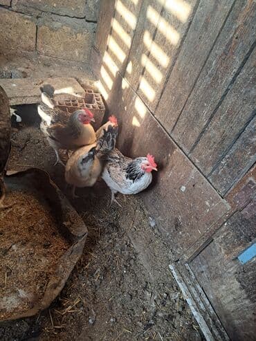 hazır yuva: Toyuq, Damazlıq — 6