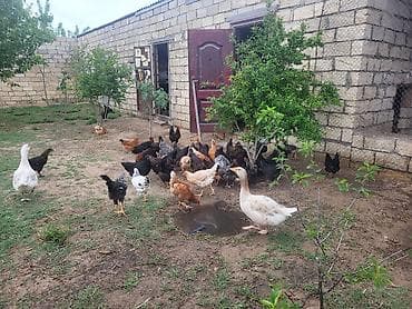 ucuz toyuqlar: Toyuq, Damazlıq, Ünvandan götürmə — 2