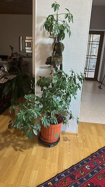 Schefflera (zonalara uyğun “şemsiye ağacı”) otaq bitkisi - Növ
