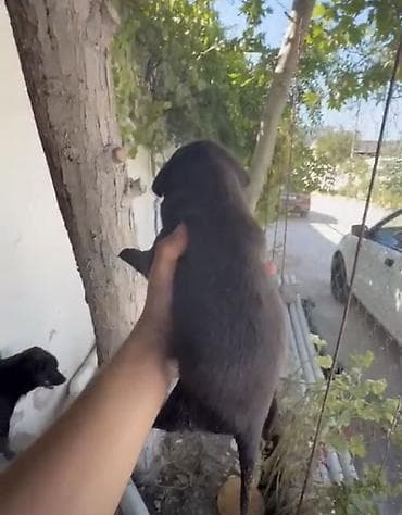 super alabay kl: Pitbul, 2 ay, Peyvəndli, Ünvandan götürmə, Ödənişli çatdırılma — 1