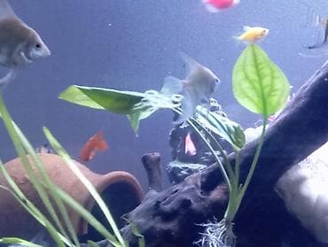 teze bazar akvarium: Dördbucaq akvarium, Balıqlarla birlikdə, 300 l — 5